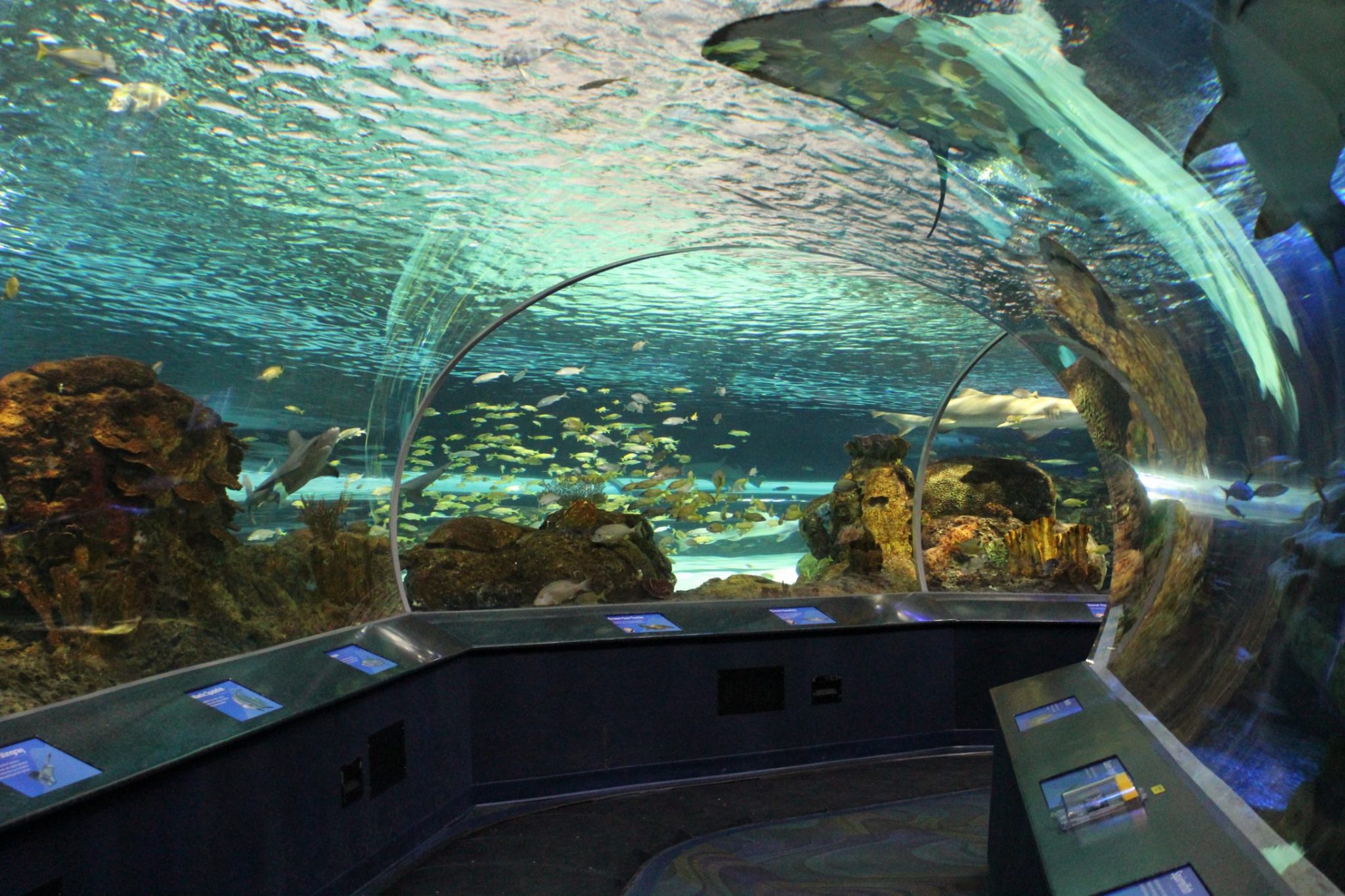 Ripley's Aquarium of Canada Visit sparkleshinylove