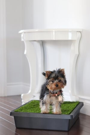 Puppy Training with the Pet Loo Portable Pet Toilet!