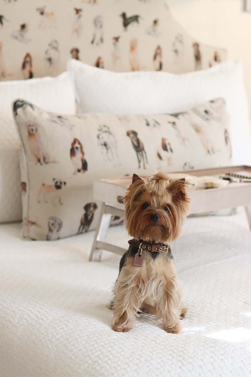 Review of our stay at 33 Main in Lenox, massachusetts; The Berkshires; Travelling with a dog to 33 Main