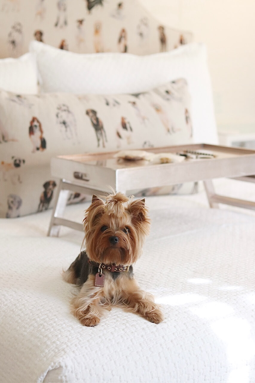 Review of our stay at 33 Main in Lenox, massachusetts; The Berkshires; Travelling with a dog to 33 Main